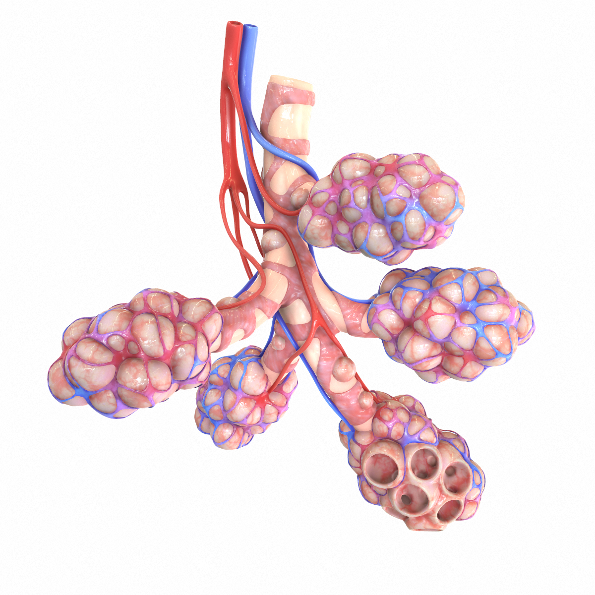 3D realistic human bronchi alveoli model - TurboSquid 1555769