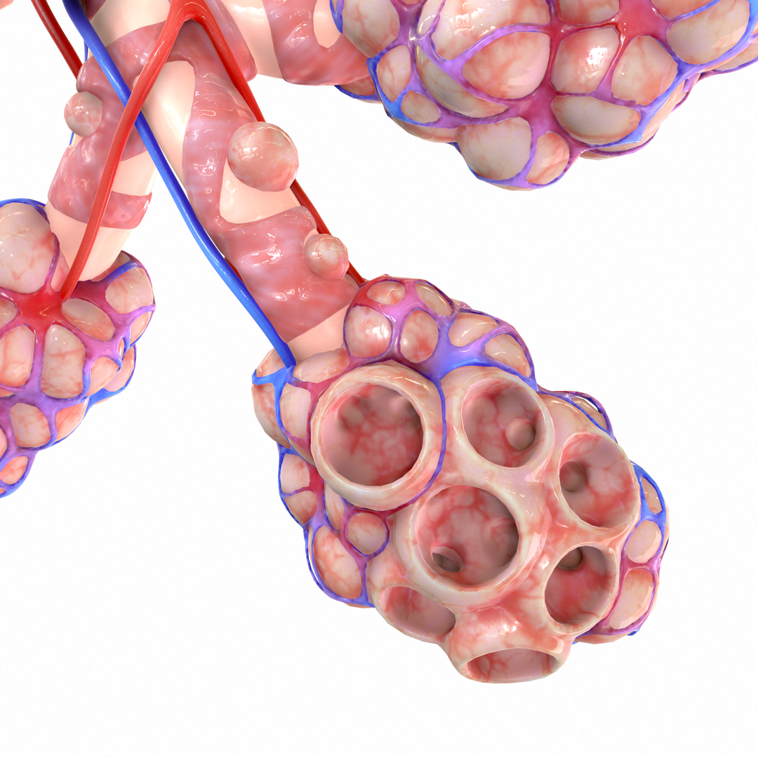 3D realistic human bronchi alveoli model - TurboSquid 1555769