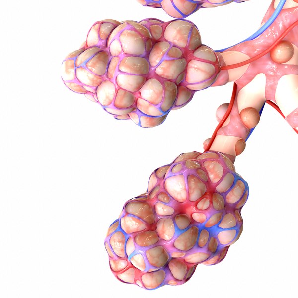 3D realistic human bronchi alveoli model - TurboSquid 1555769