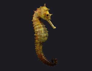 3D seahorse stickleback water horse