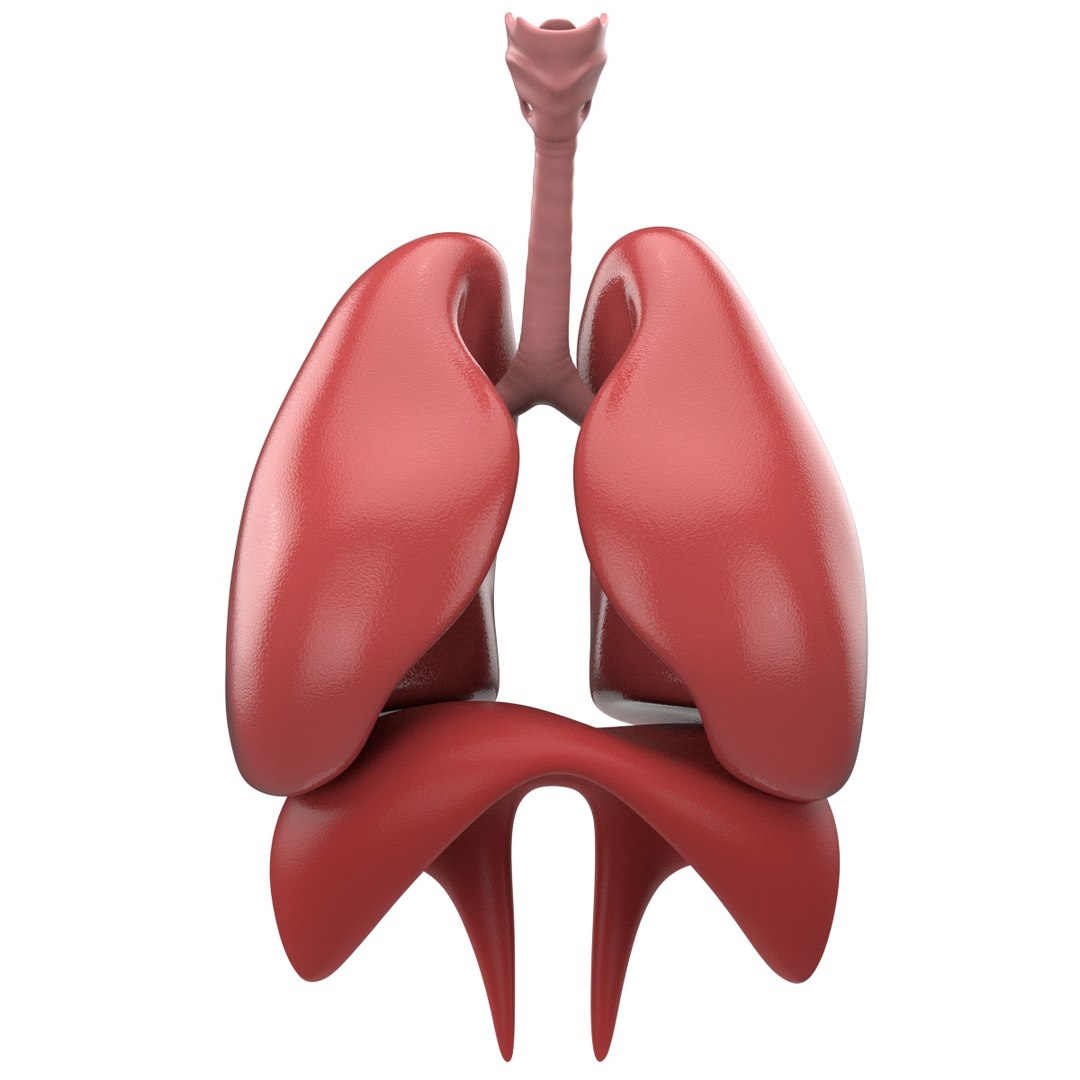 3D human respiratory model TurboSquid 1557715