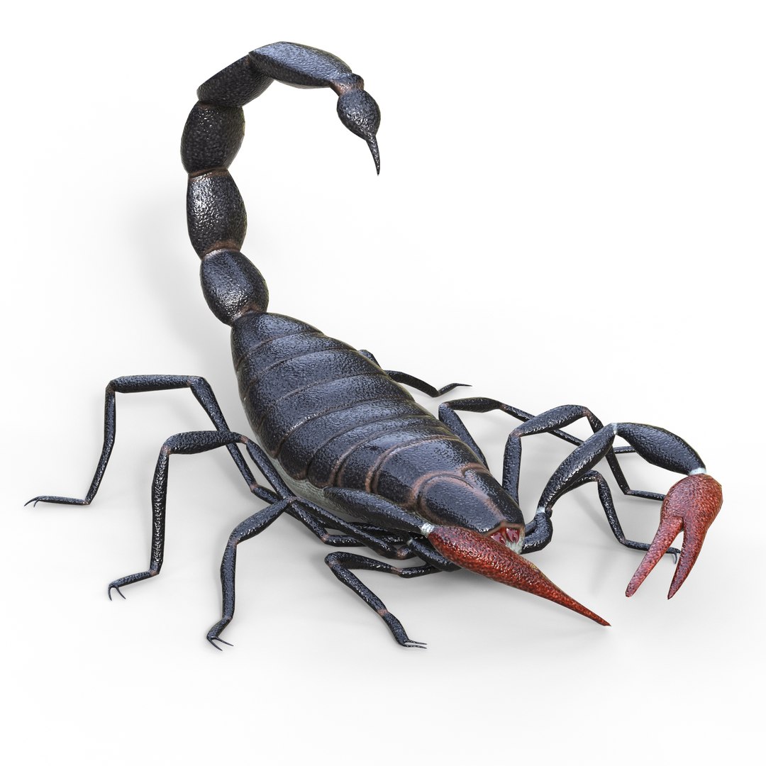 Scorpion animation 3D model TurboSquid 1557839