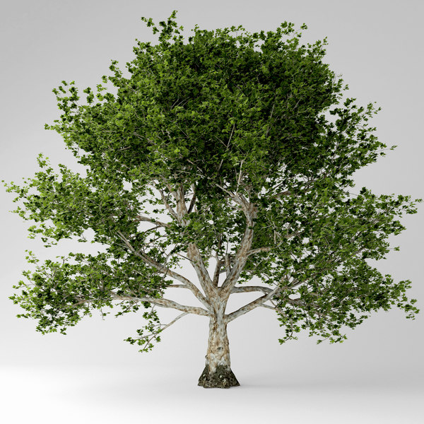 Sycamore Tree 3d Turbosquid