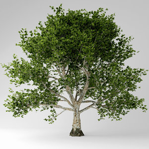 sycamore tree 3D