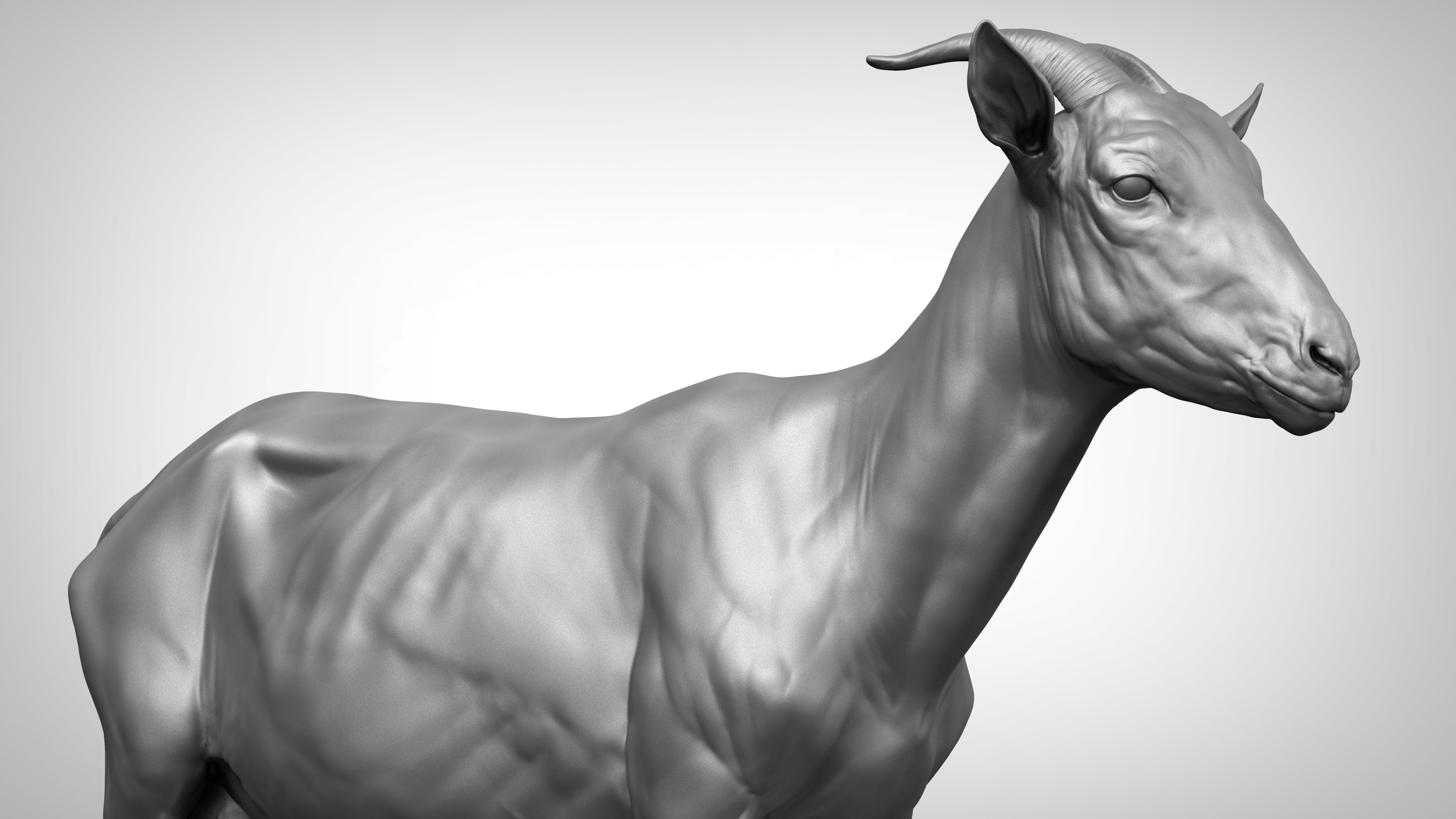 3D Goat V2 - TurboSquid 1557822