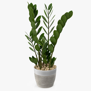 3D model zamioculcas emerald palm pot plant