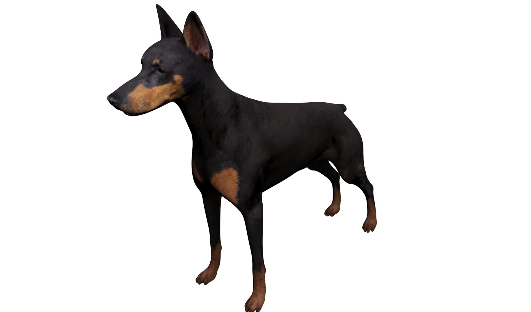 Doberman pinscher 3D model - TurboSquid 1557924