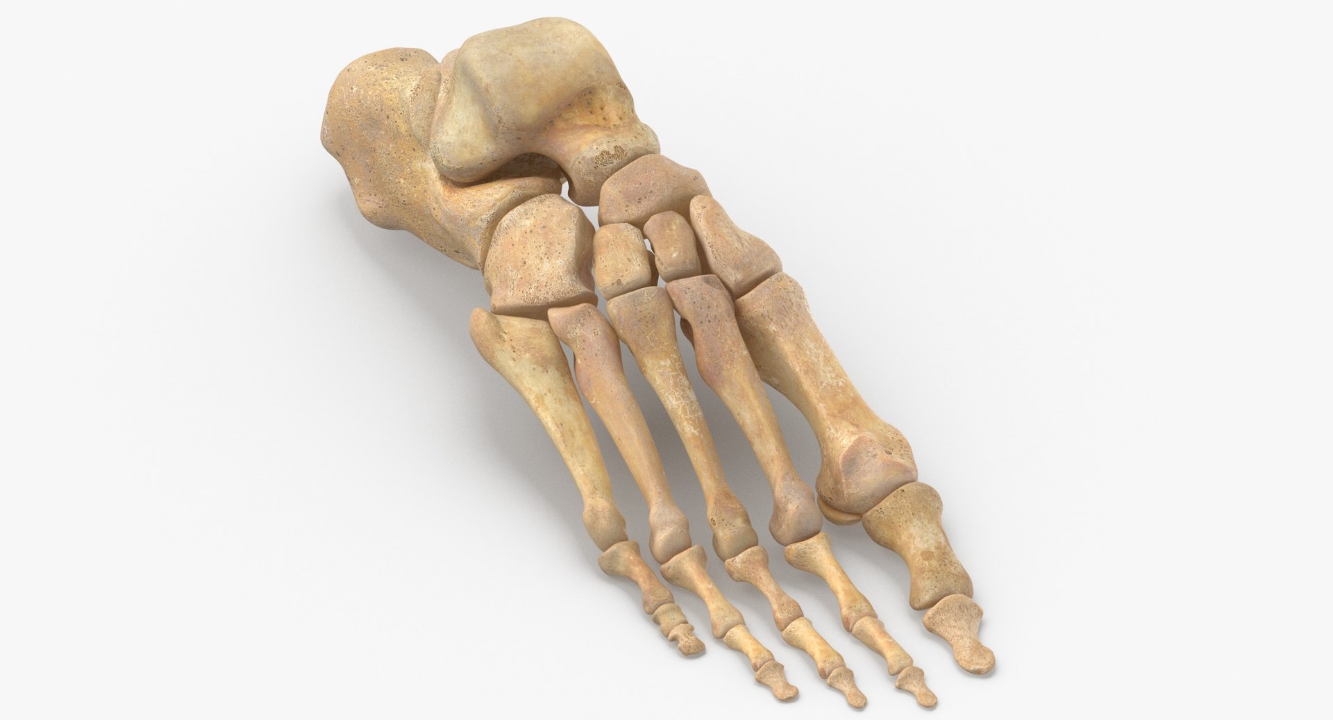 Human foot bones anatomy 3D model - TurboSquid 1558150