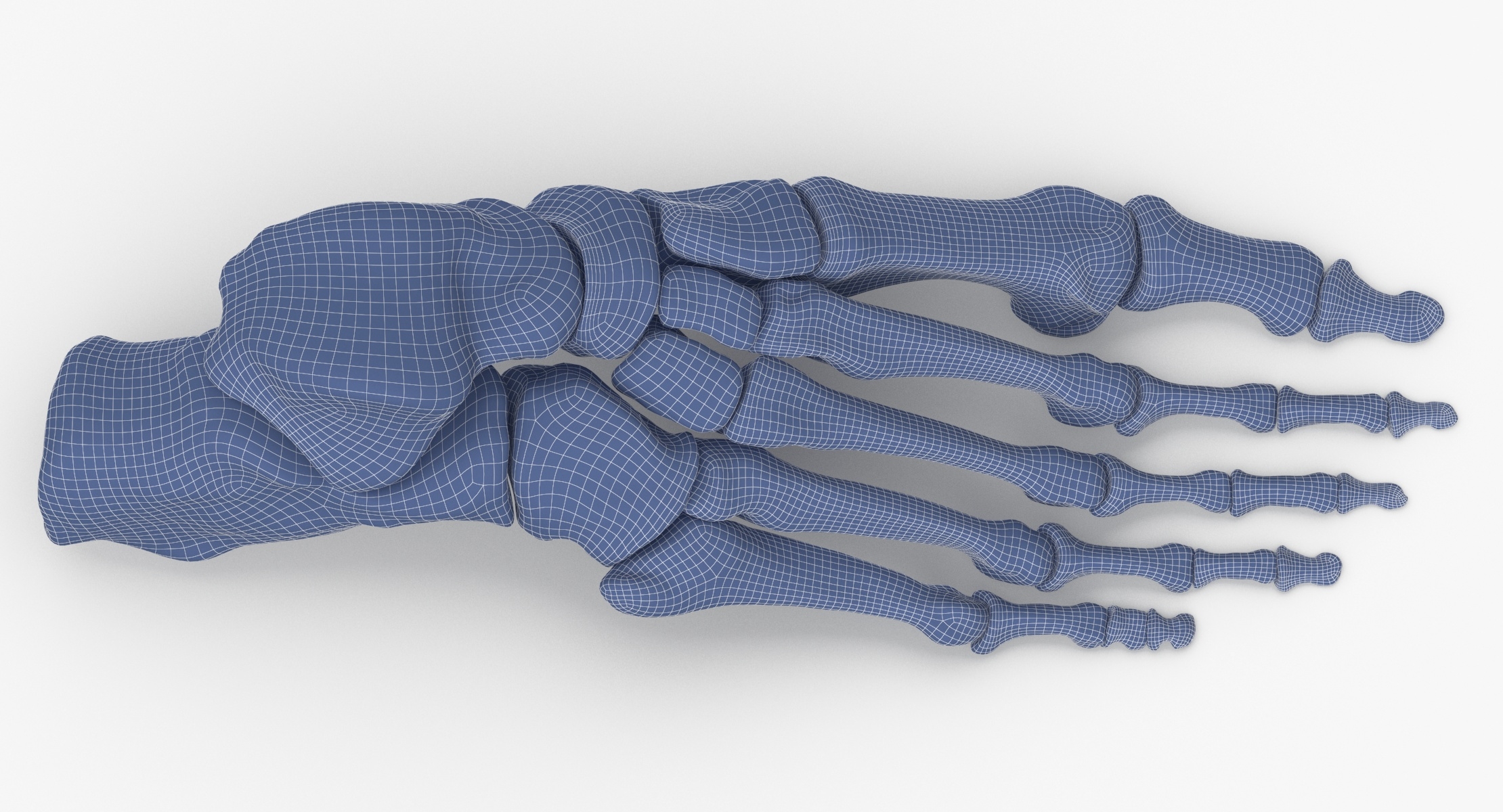 Human foot bones anatomy 3D model - TurboSquid 1558150