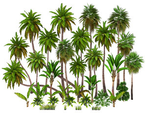 palms bark trees 3D