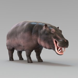 3D realistic hipopotam animation model