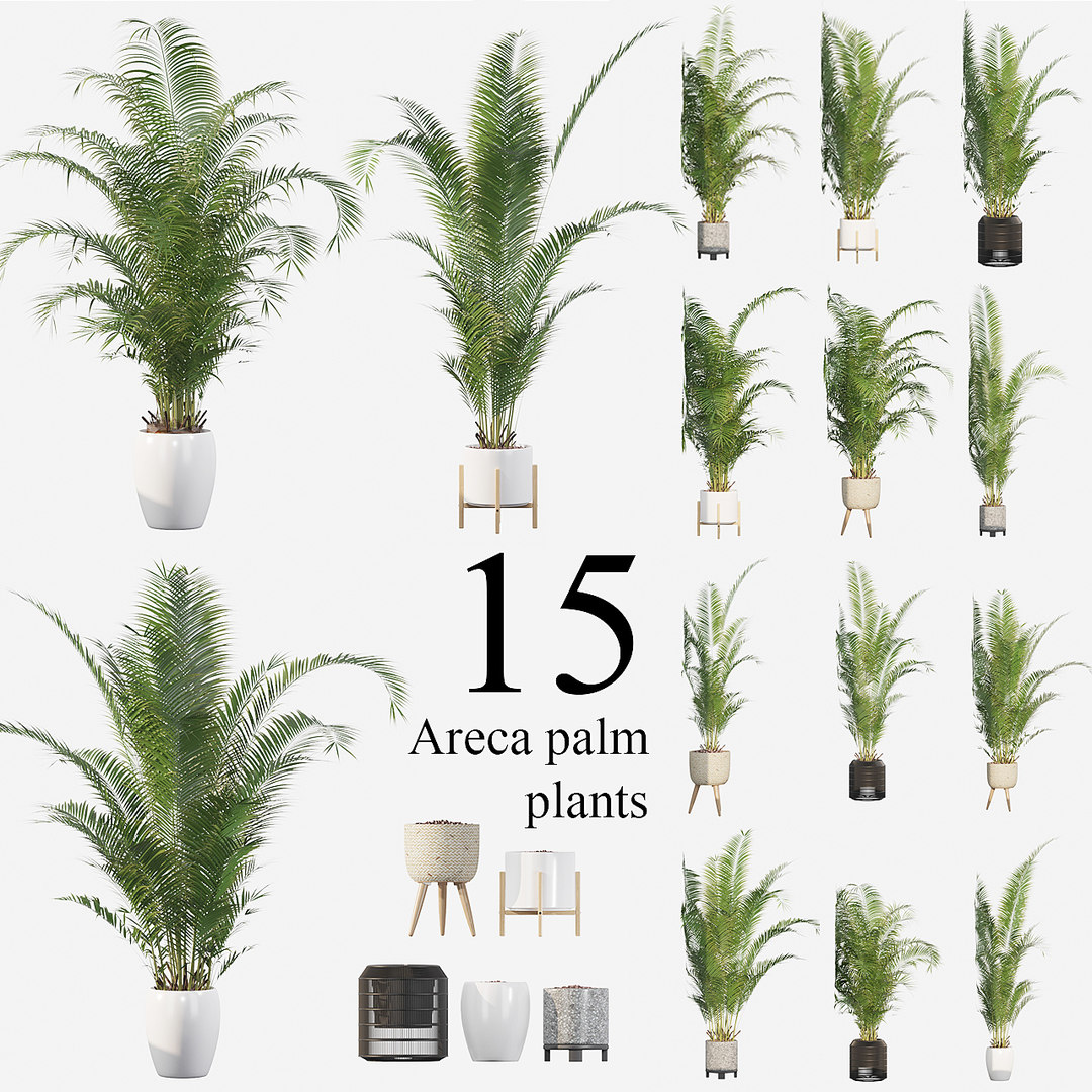 3D areca palm pack 15 - TurboSquid 1558843