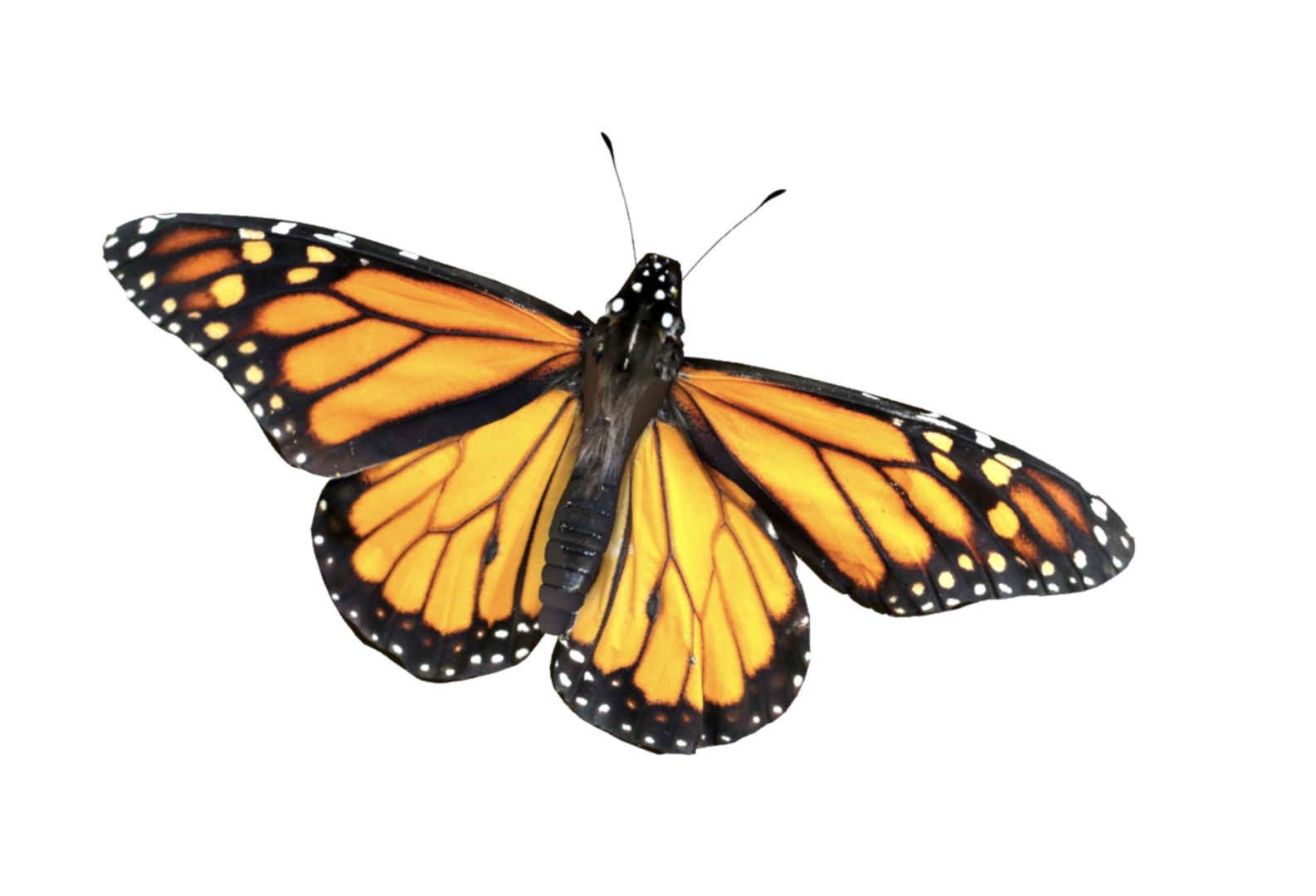 Butterfly monarch fly model - TurboSquid 1559020