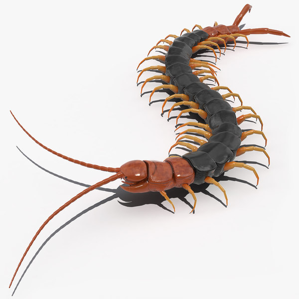 Giant desert centipede scolopendra 3D - TurboSquid 1559109
