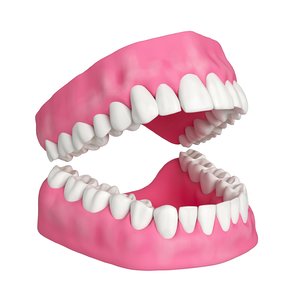 3D human teeth gums