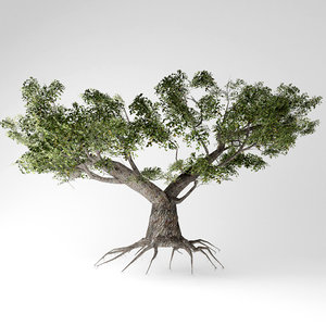 japanese maple tree 3D model