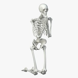 human skeleton model