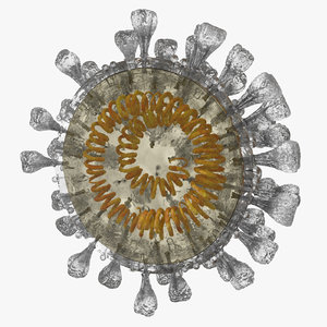 section novel coronavirus virus model