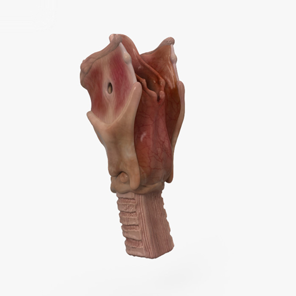 3D larynx TurboSquid 1559779