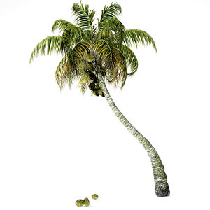 coconut palm 3D model