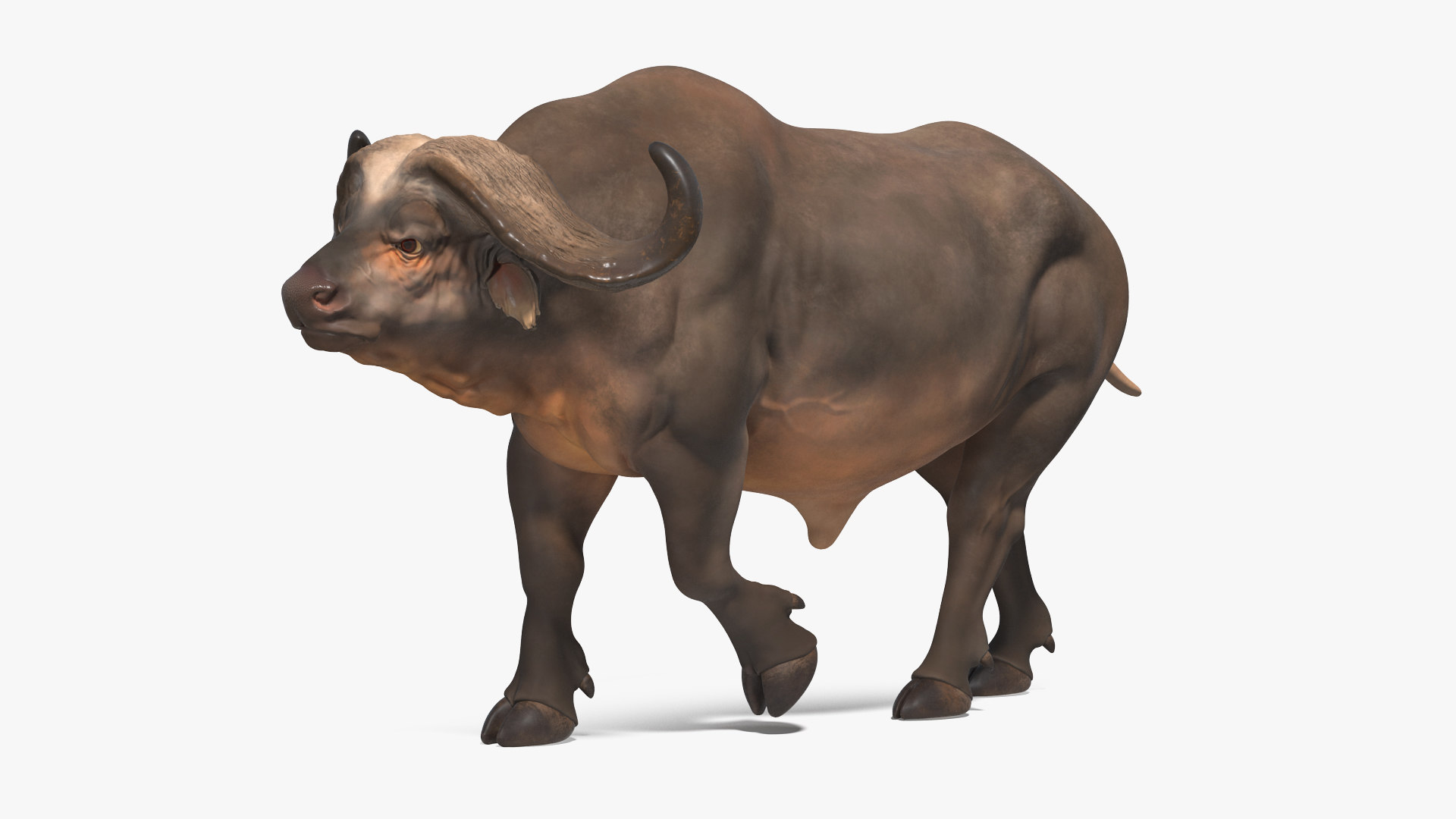 3D model african buffalo walking pose TurboSquid 1560659