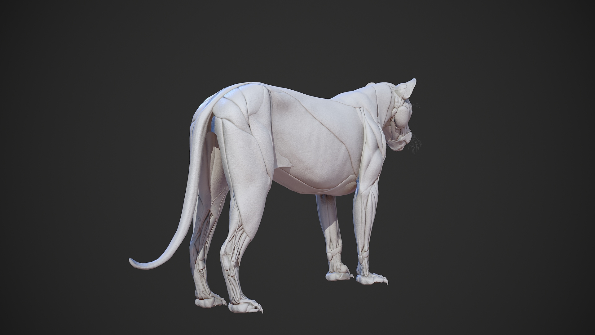 Modelo 3d Animal - León Anatomía Piel Ecorche - TurboSquid 1522412