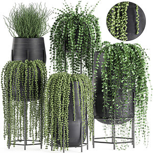 3D model plants interior succulent