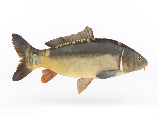 fish carp 3d model