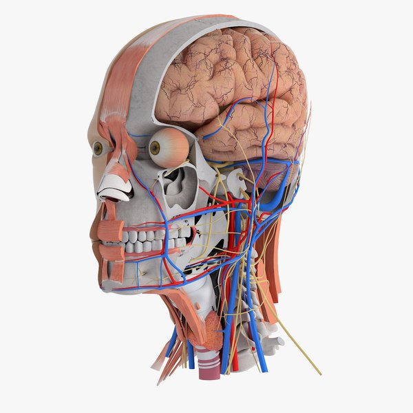 3d model planes head anatomy