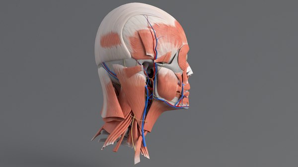 3D human head anatomy model - TurboSquid 1562236