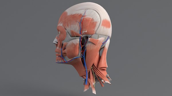 3D human head anatomy model - TurboSquid 1562236