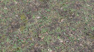 Forest ground PBR Pack 10
