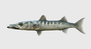 barracuda fish model