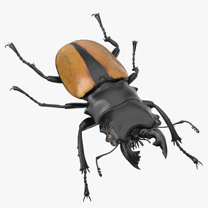 giant stag beetle odontolabis 3D model