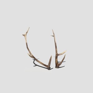 pbr antlers 3D