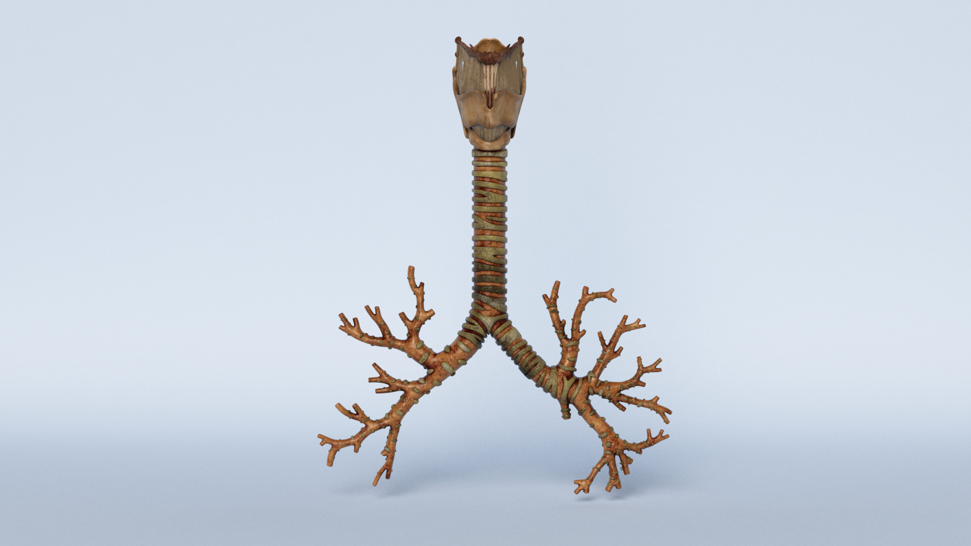 3d Model Trachea Turbosquid 1561135