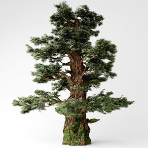 western juniper tree 3D