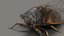 cicada animation flying insect 3D model