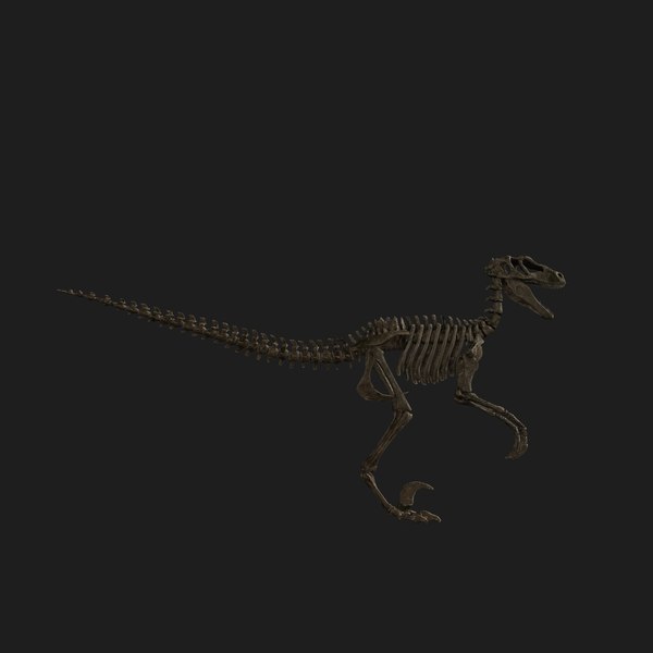 raptor skeleton