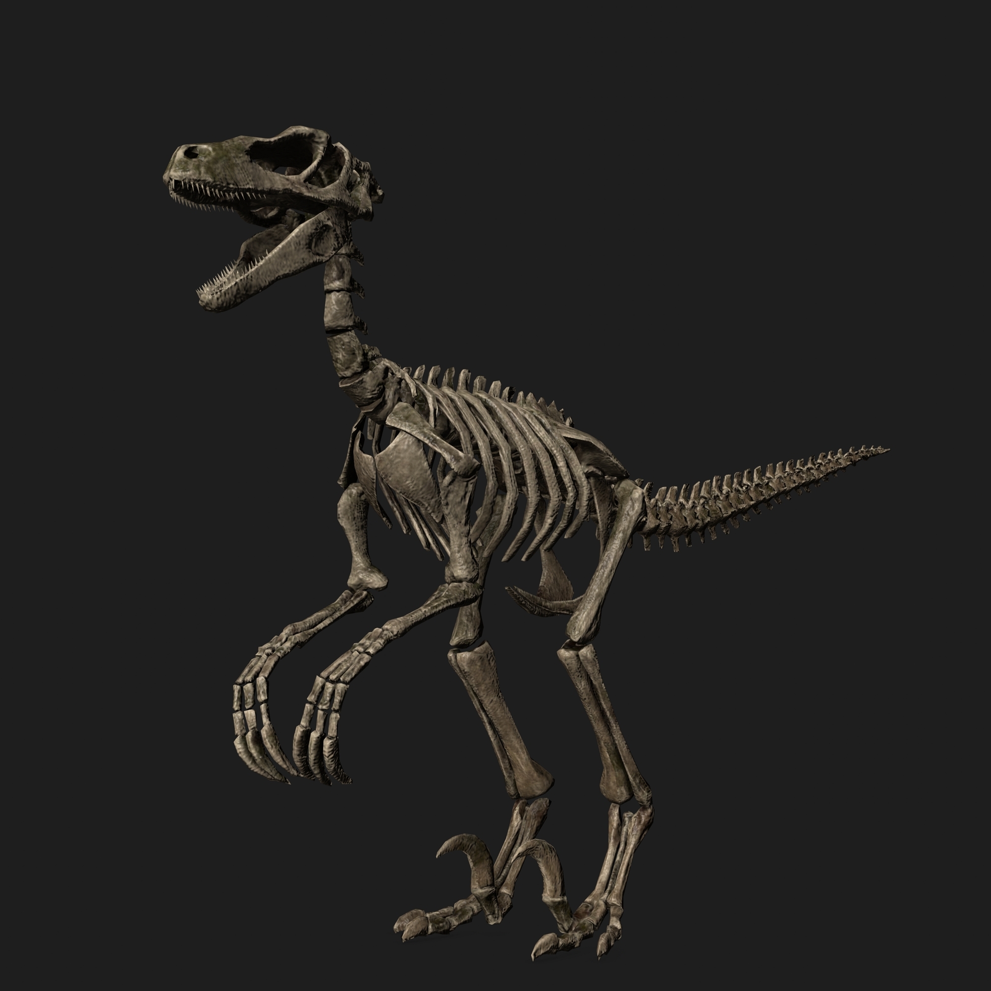 jurassic park raptor skeleton