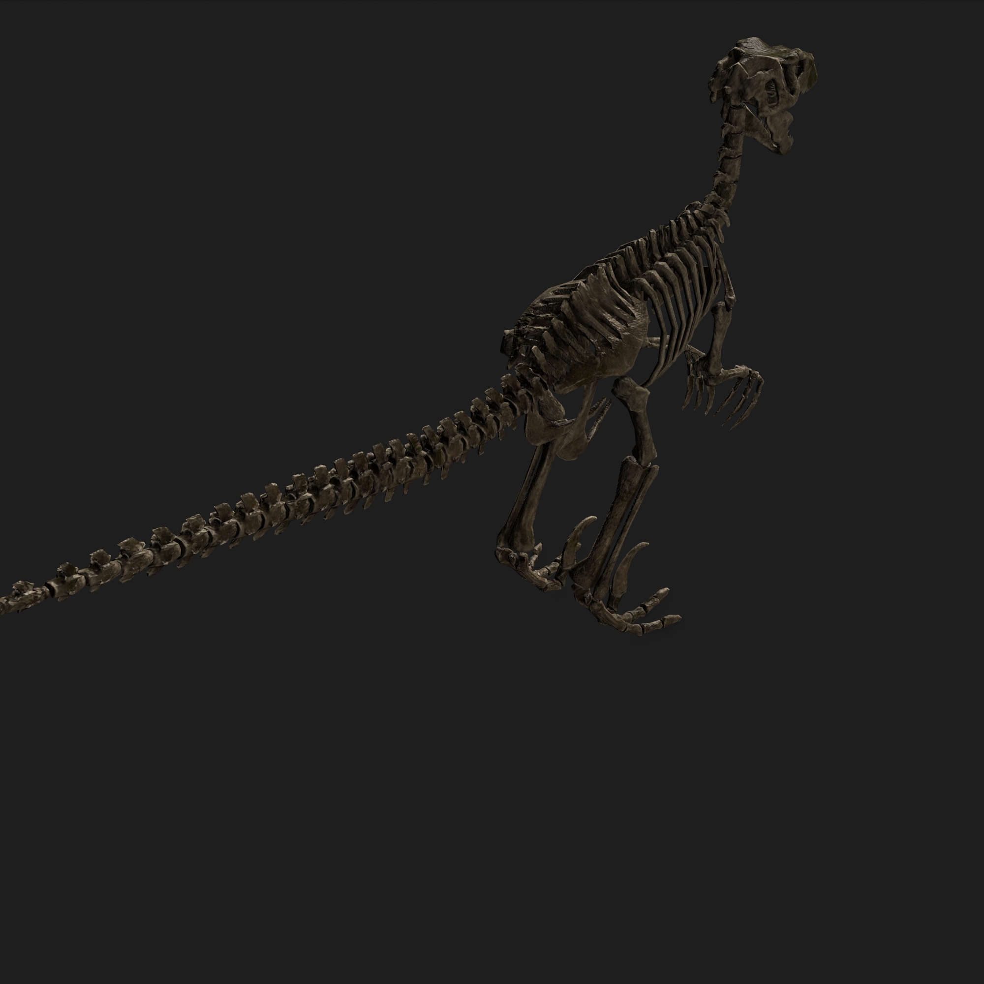 raptor skeleton