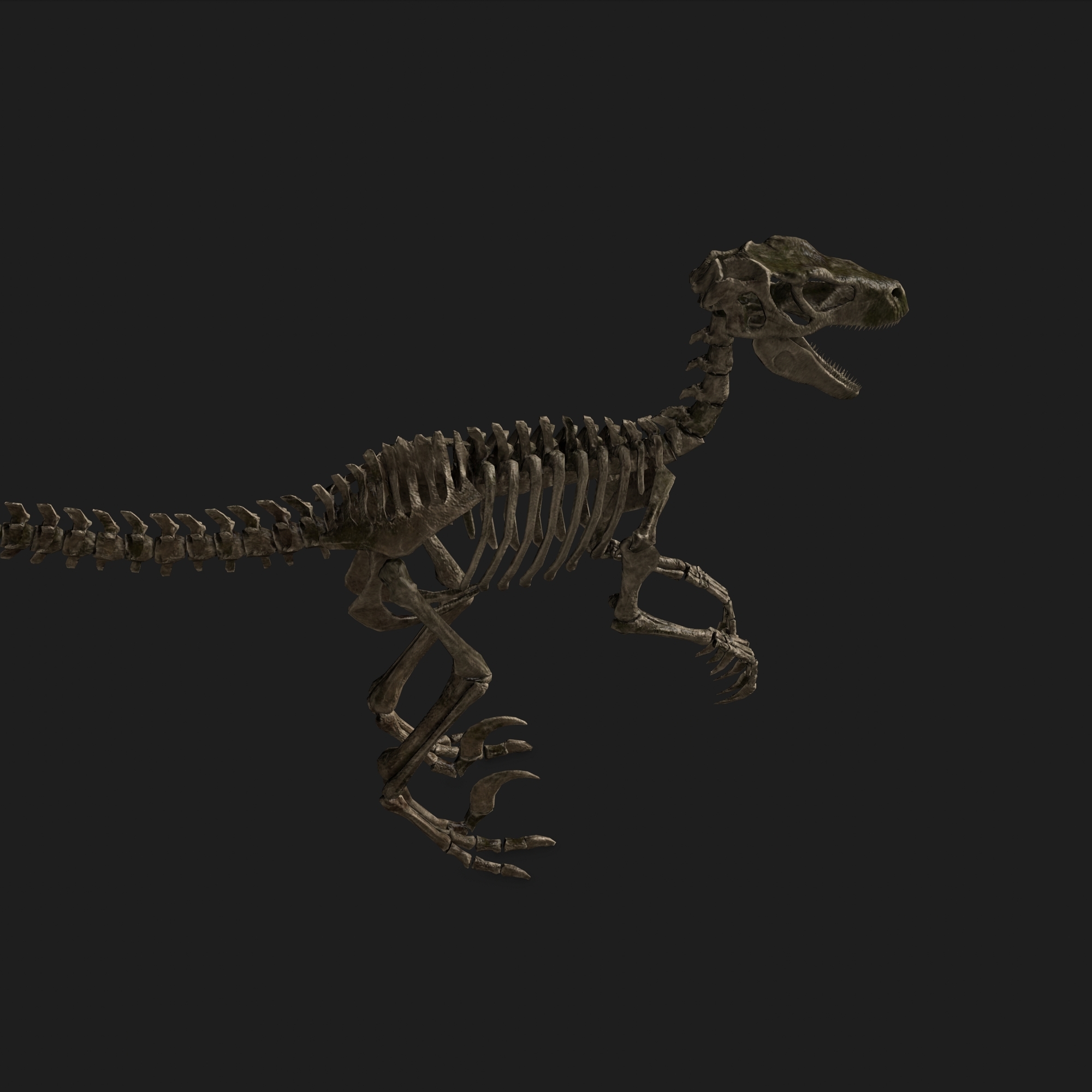 jurassic park raptor skeleton