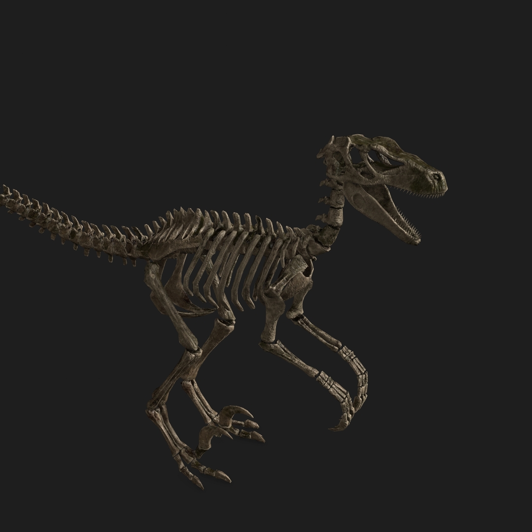 jurassic park raptor skeleton