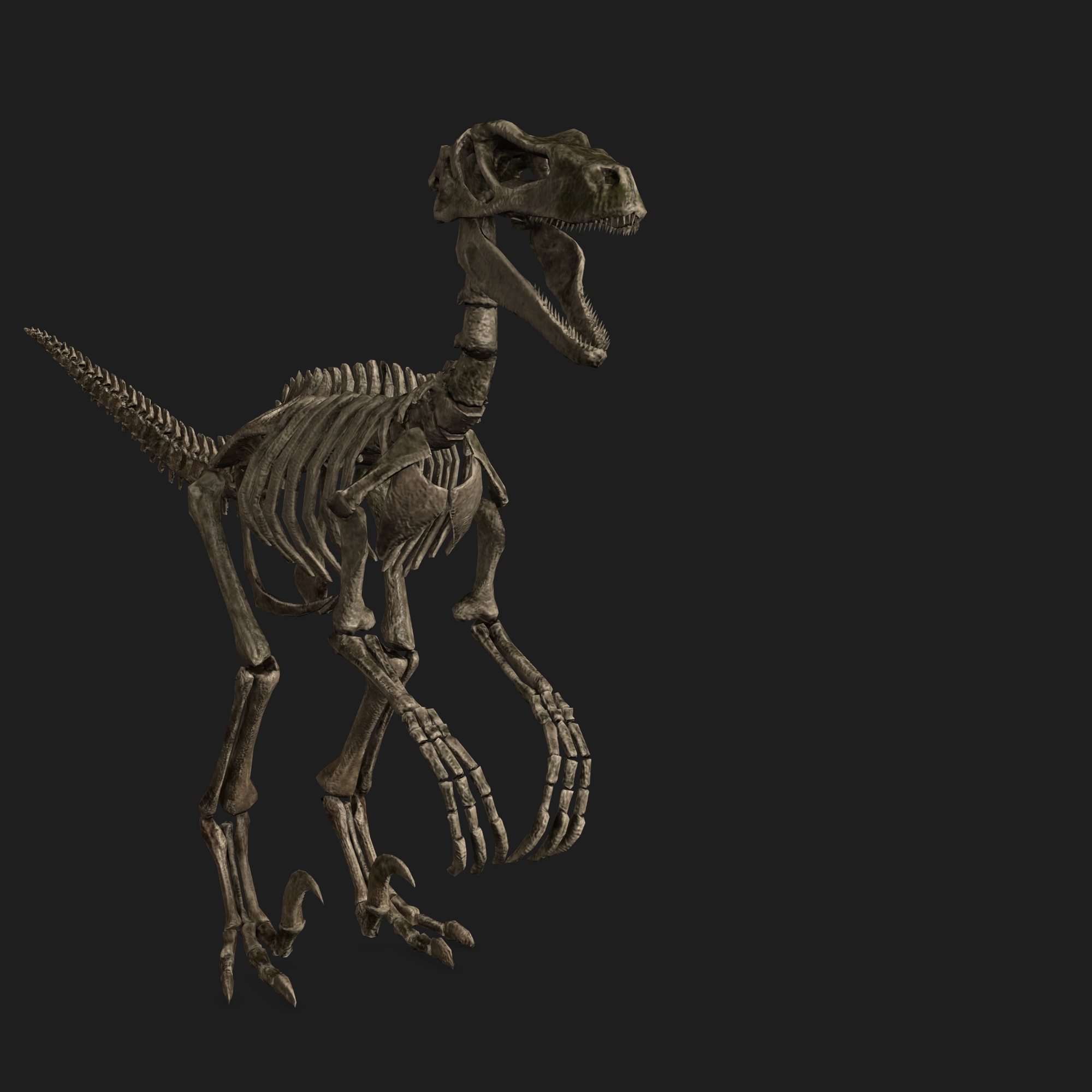 jurassic park raptor skeleton