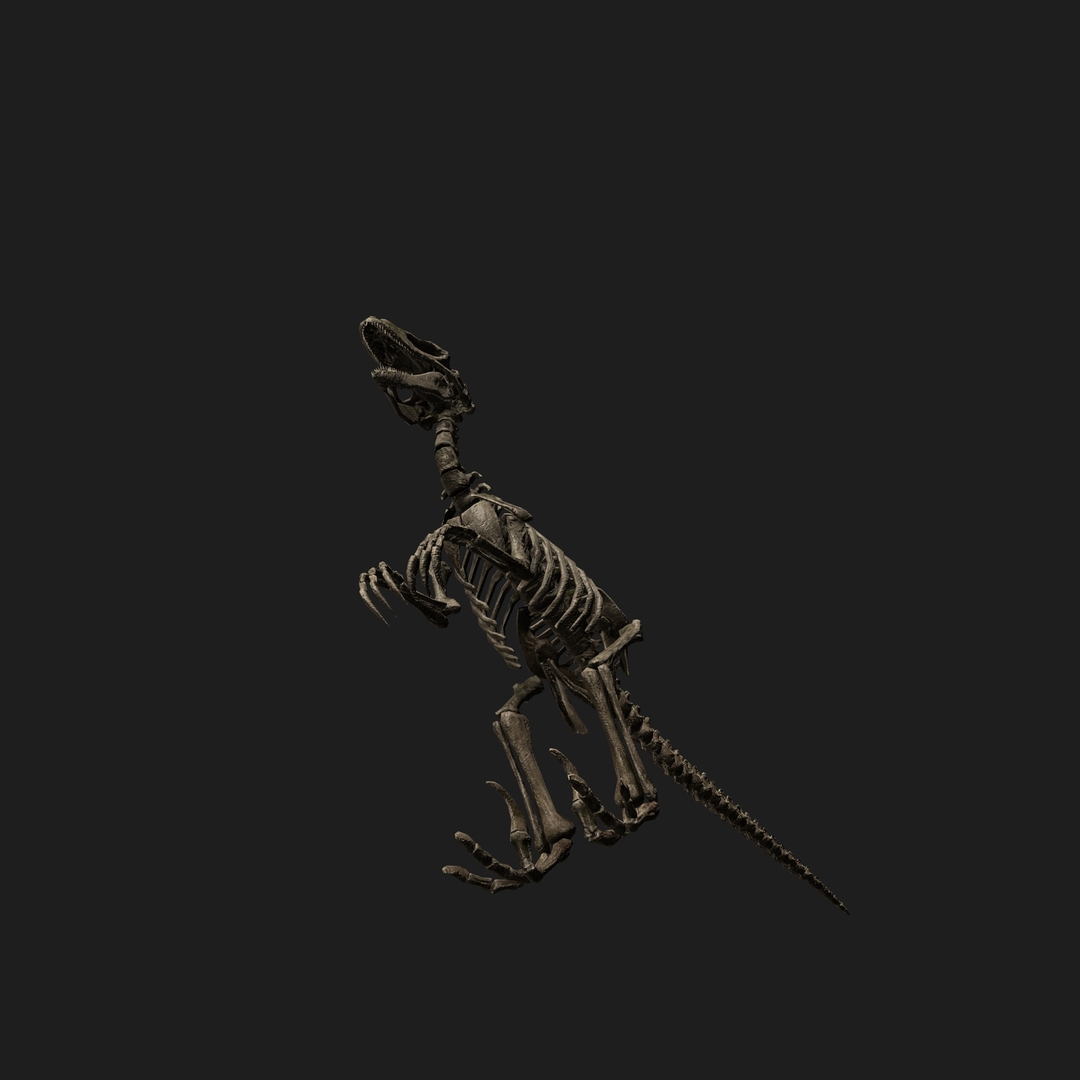 raptor skeleton