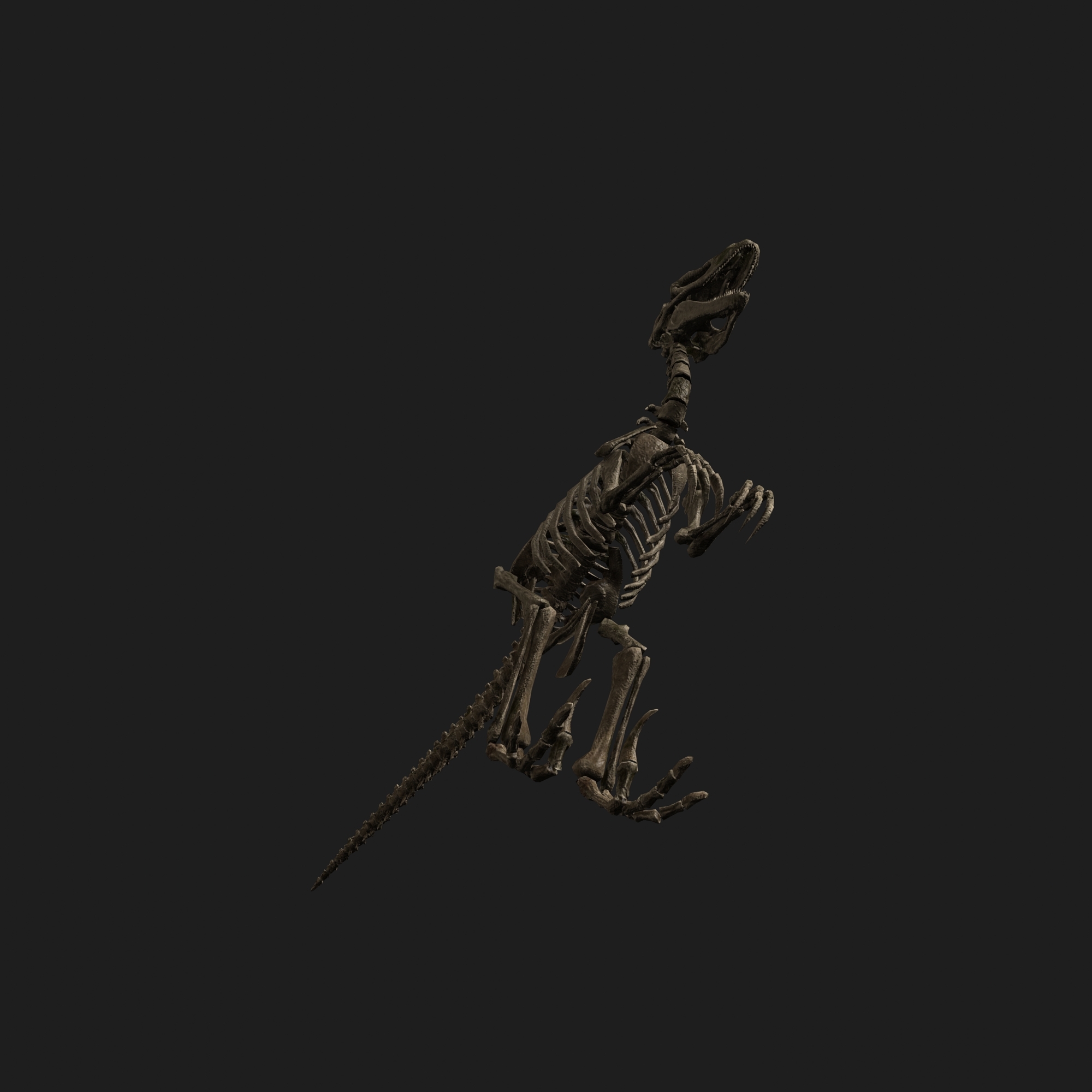 raptor skeleton