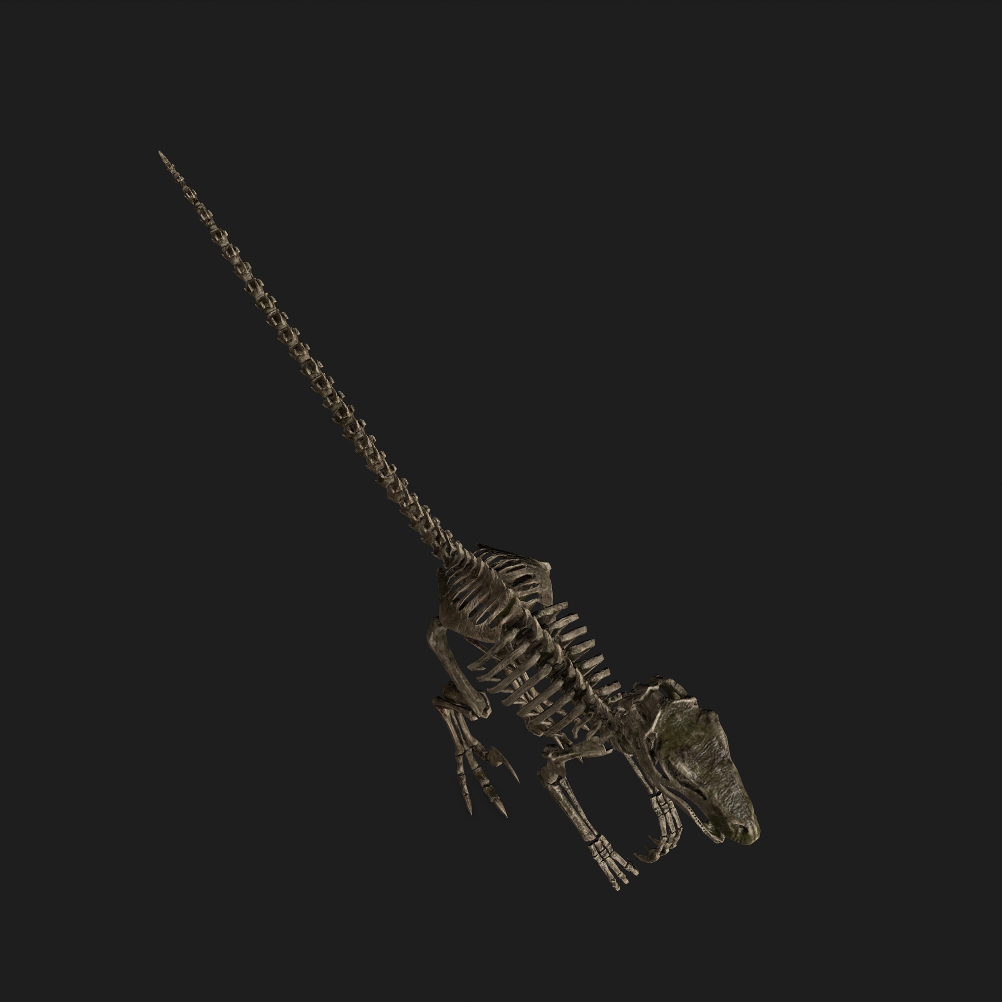 raptor skeleton