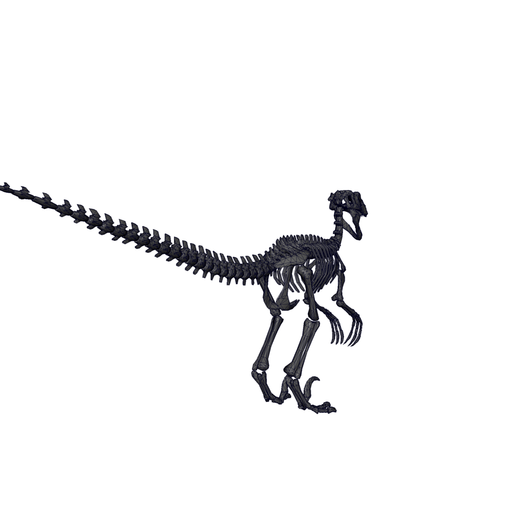 raptor skeleton