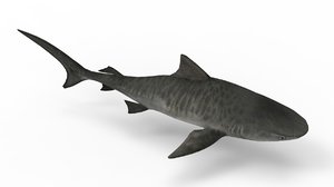 3D tiger shark