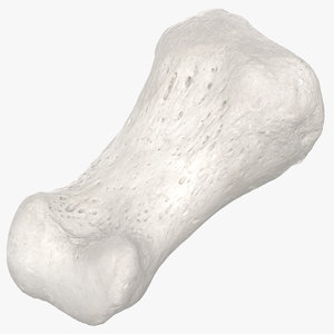 proximal phalanx bone big 3D model